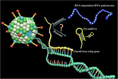A Novel MicroRNA From the Translated Region of the Giardiavirus rdrp Gene Governs Virus Copy Number in Giardia duodenalis